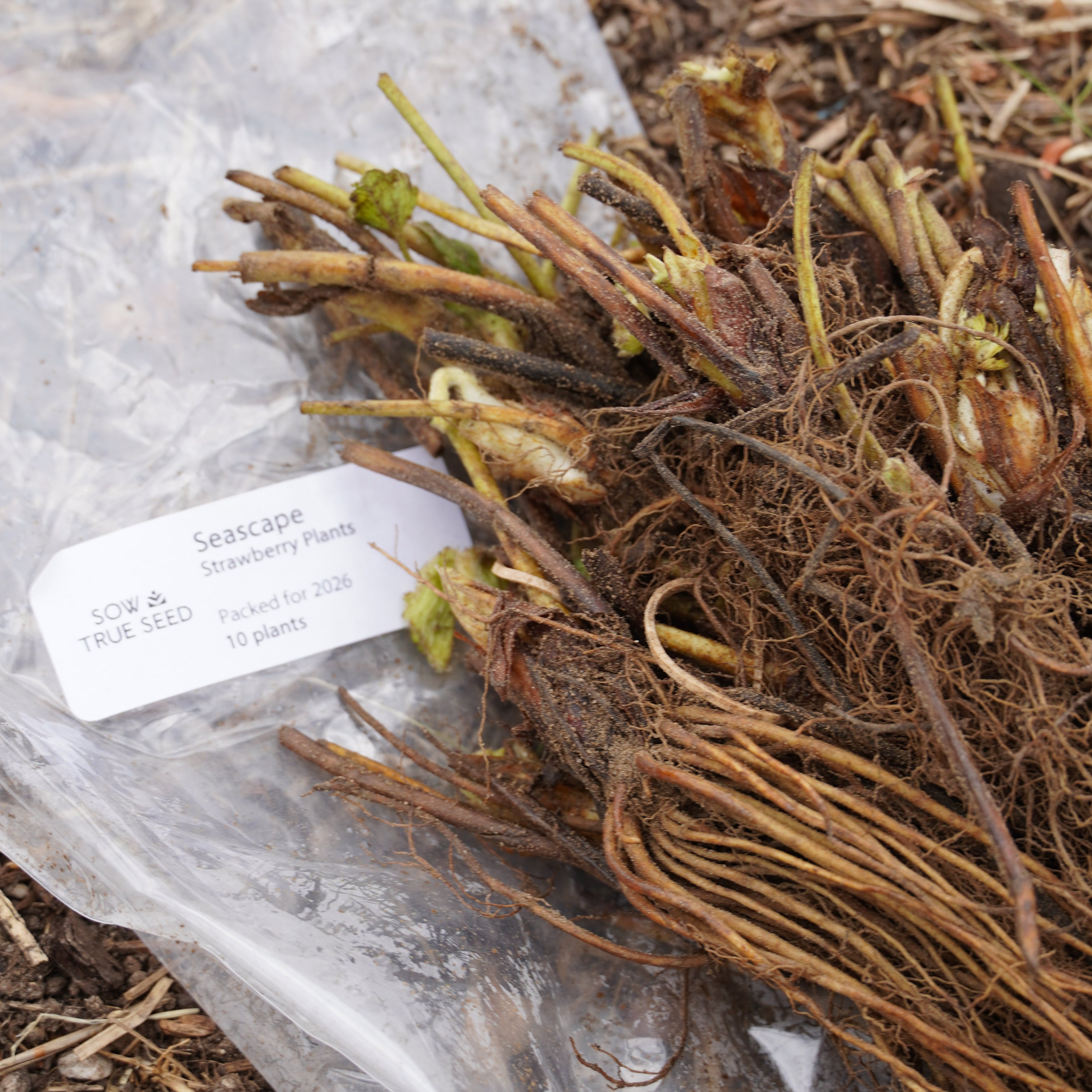 Seascape Strawberry Plants - Sow True Seed