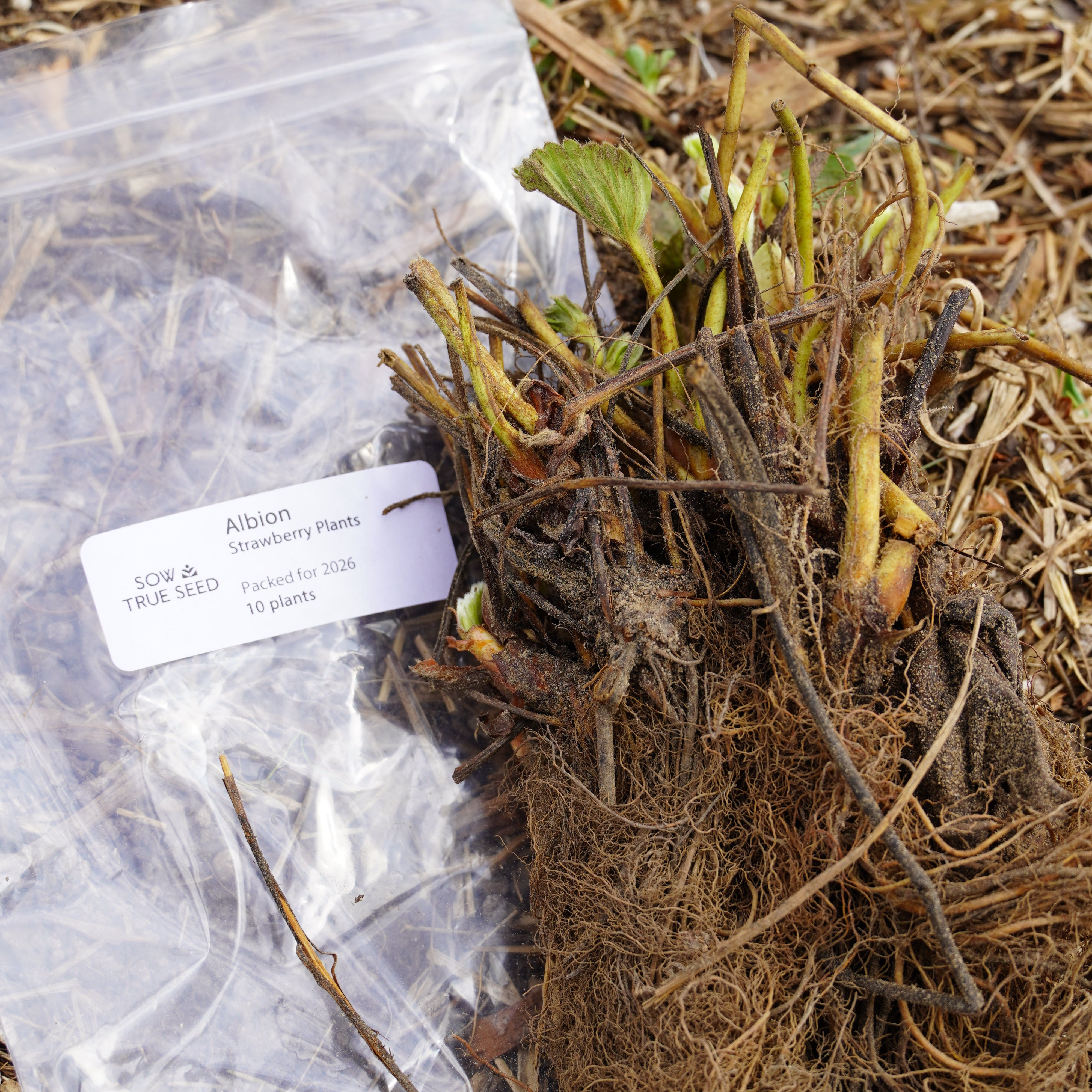 Albion Strawberry Plants - Sow True Seed