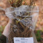 Sparkle Strawberry Plants - Sow True Seed