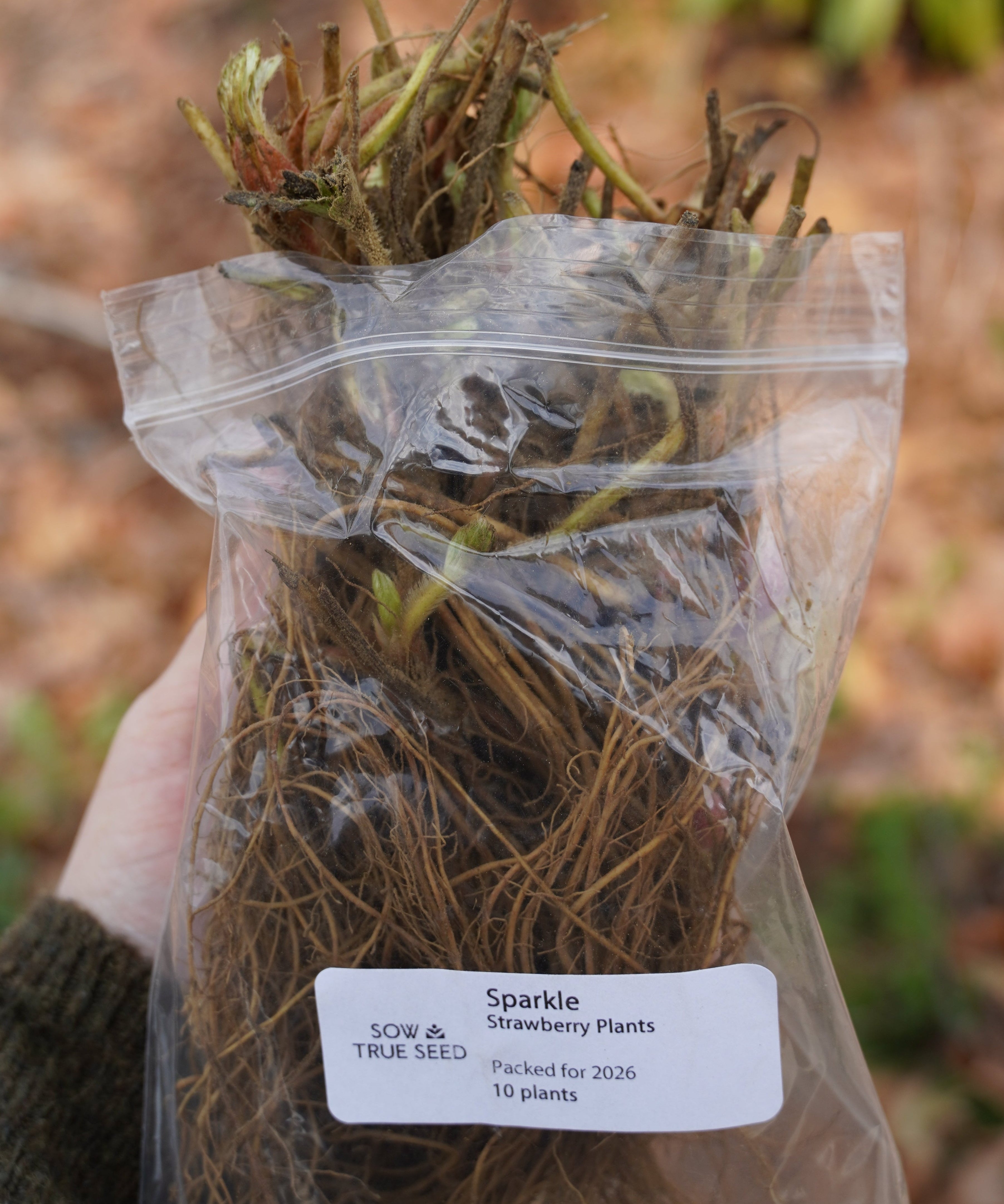 Sparkle Strawberry Plants - Sow True Seed