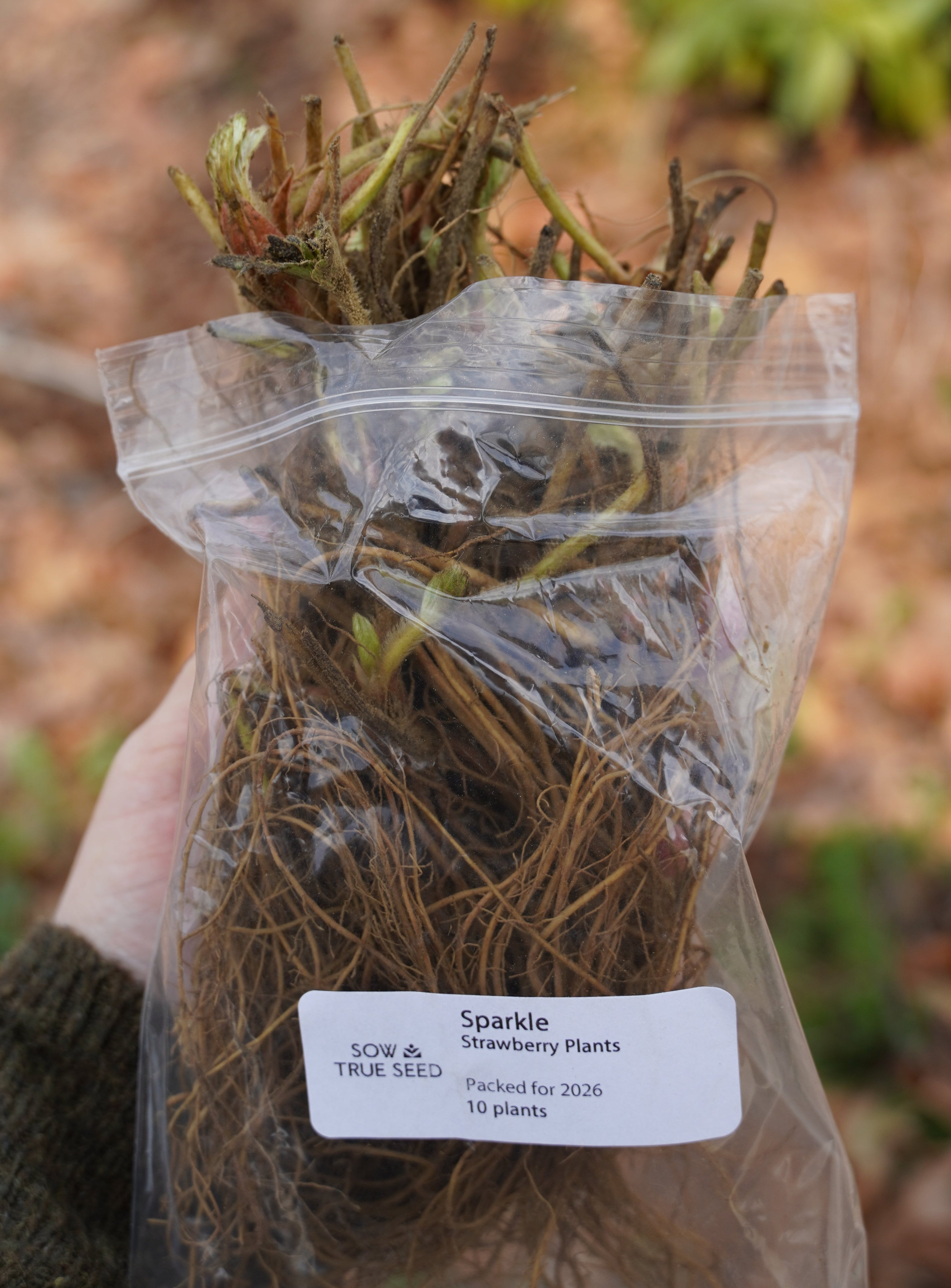 Sparkle Strawberry Plants - Sow True Seed