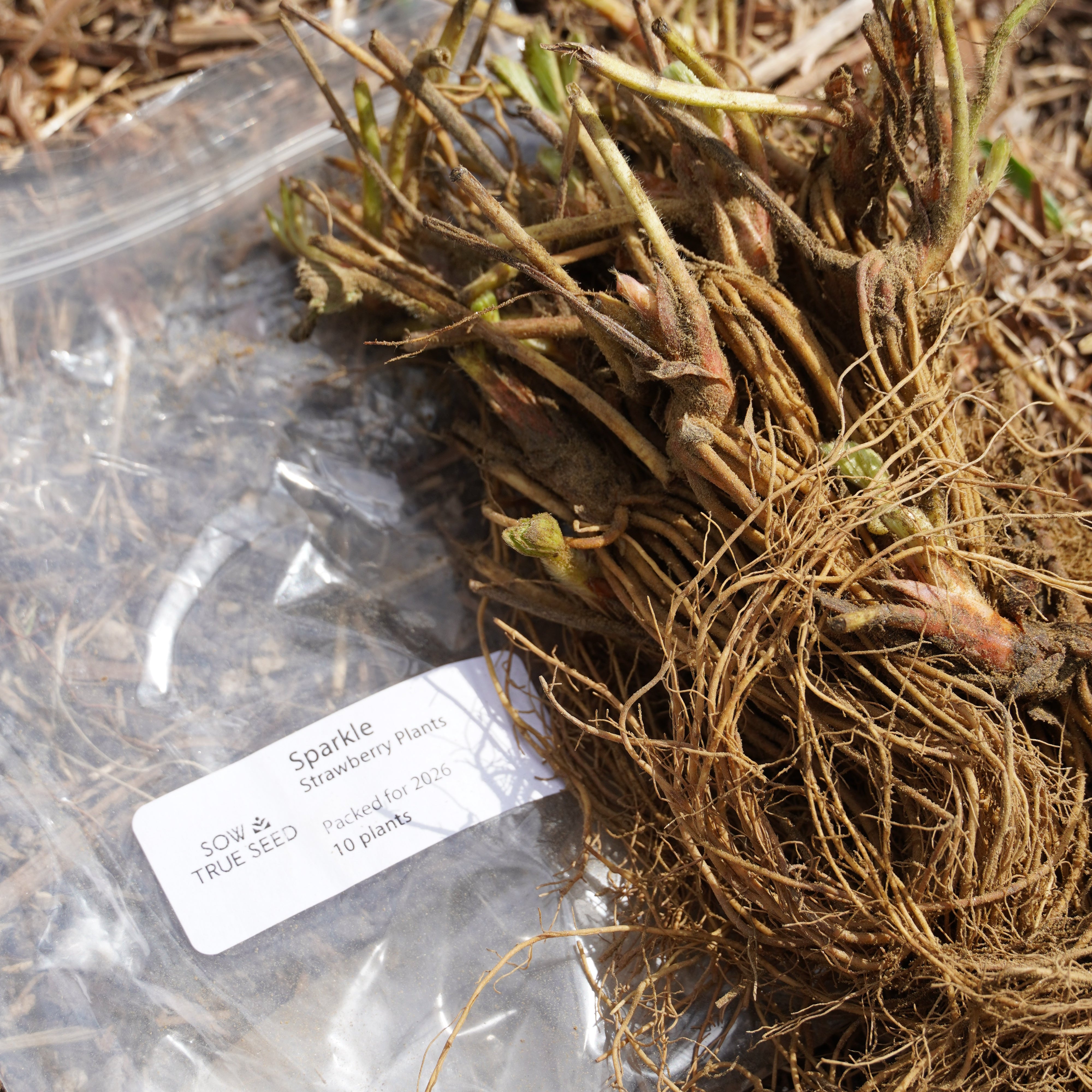 Sparkle Strawberry Plants - Sow True Seed