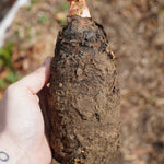 Rhubarb Crown, Crimson Red - Sow True Seed