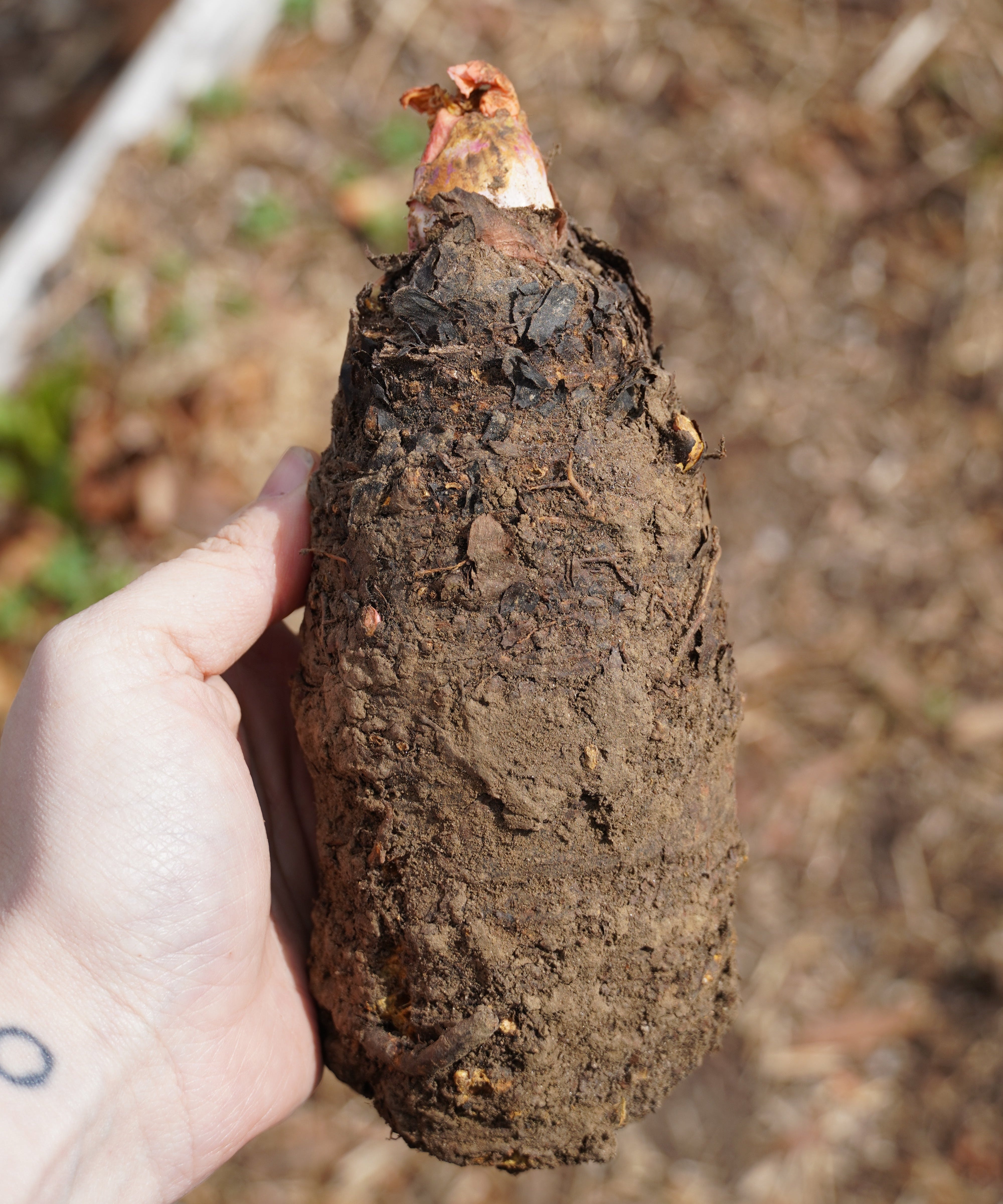 Rhubarb Crown, Crimson Red - Sow True Seed