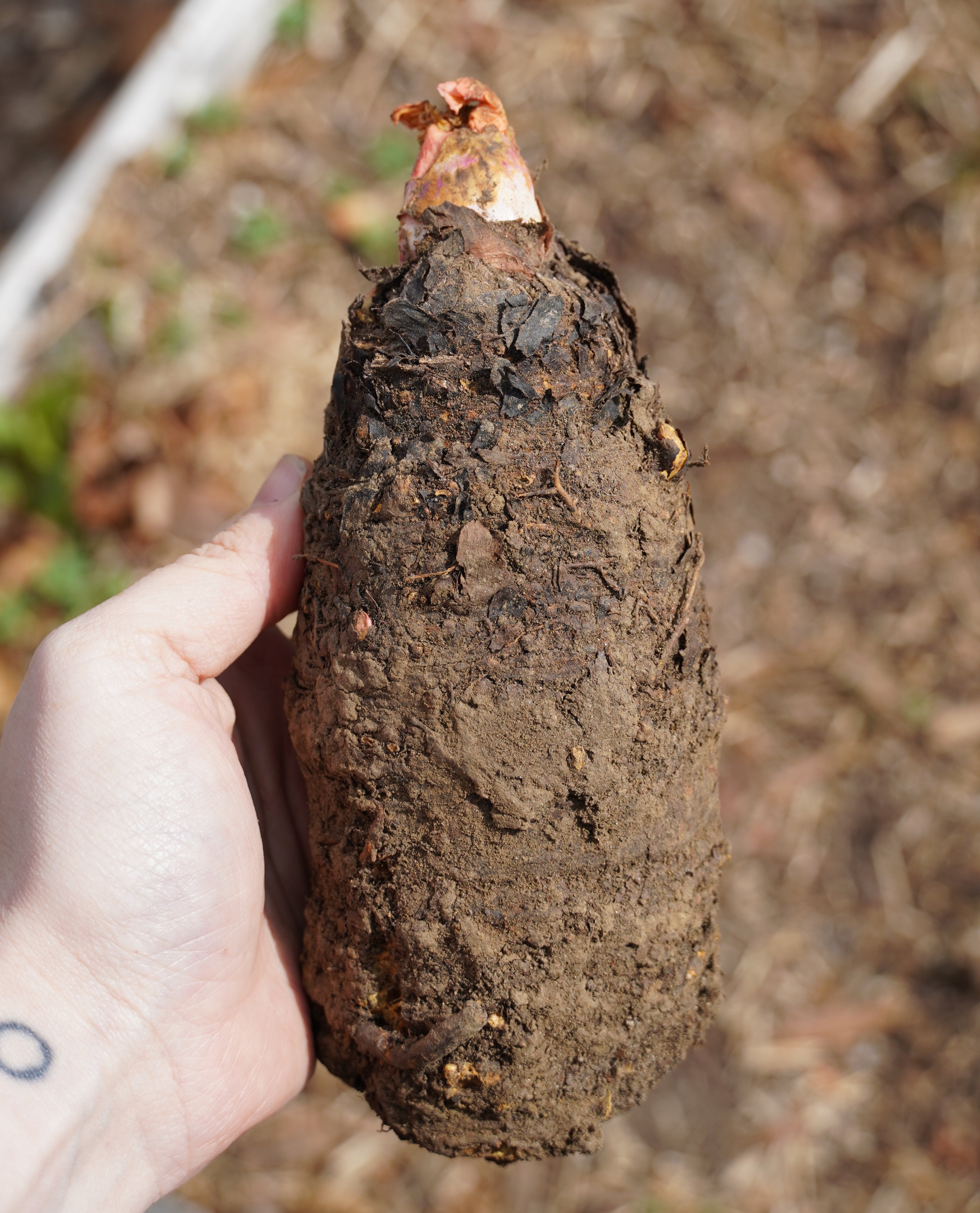 Rhubarb Crown, Crimson Red - Sow True Seed
