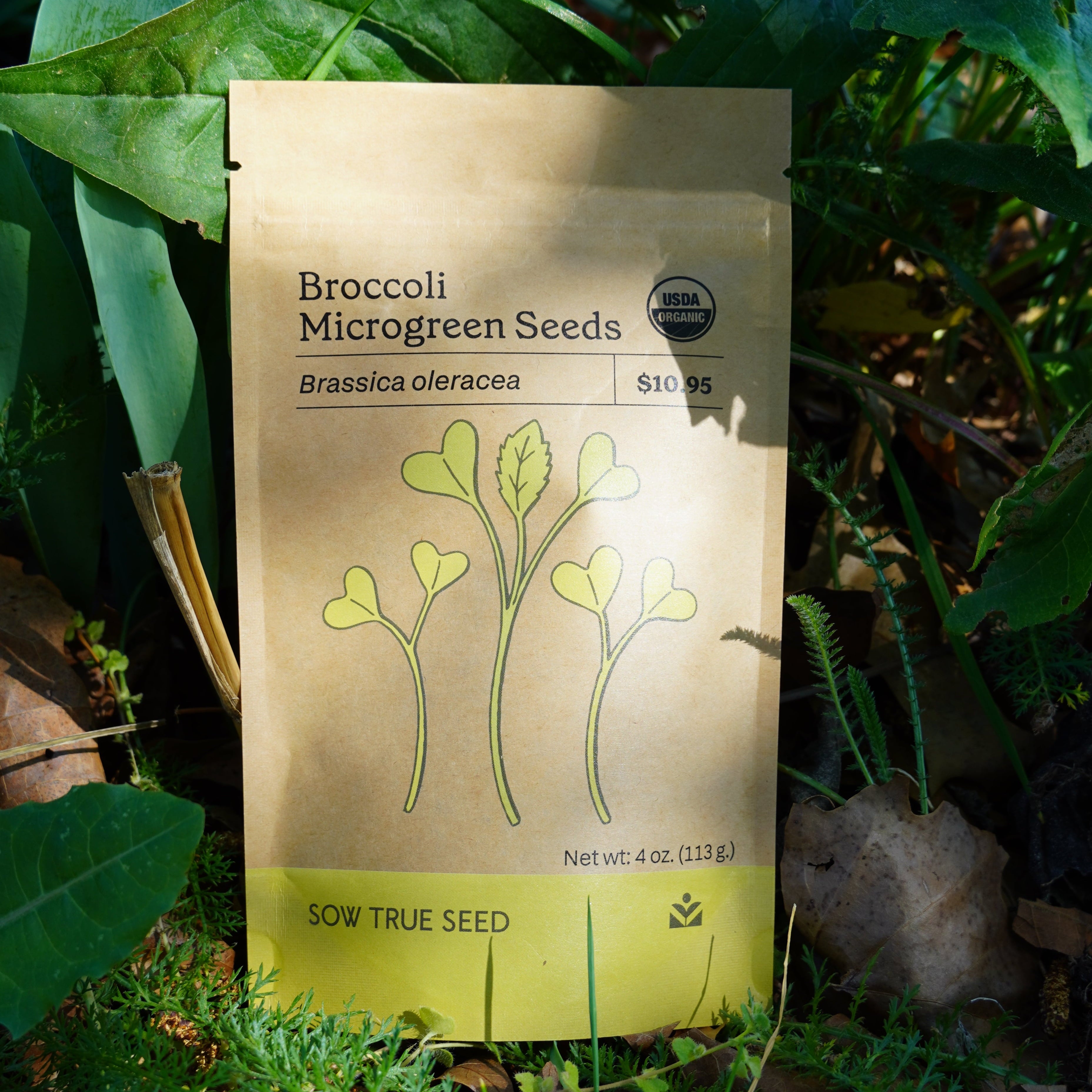 12+ Broccoli Microgreen Seeds Organic Microgreen Seeds – Sow True Seed