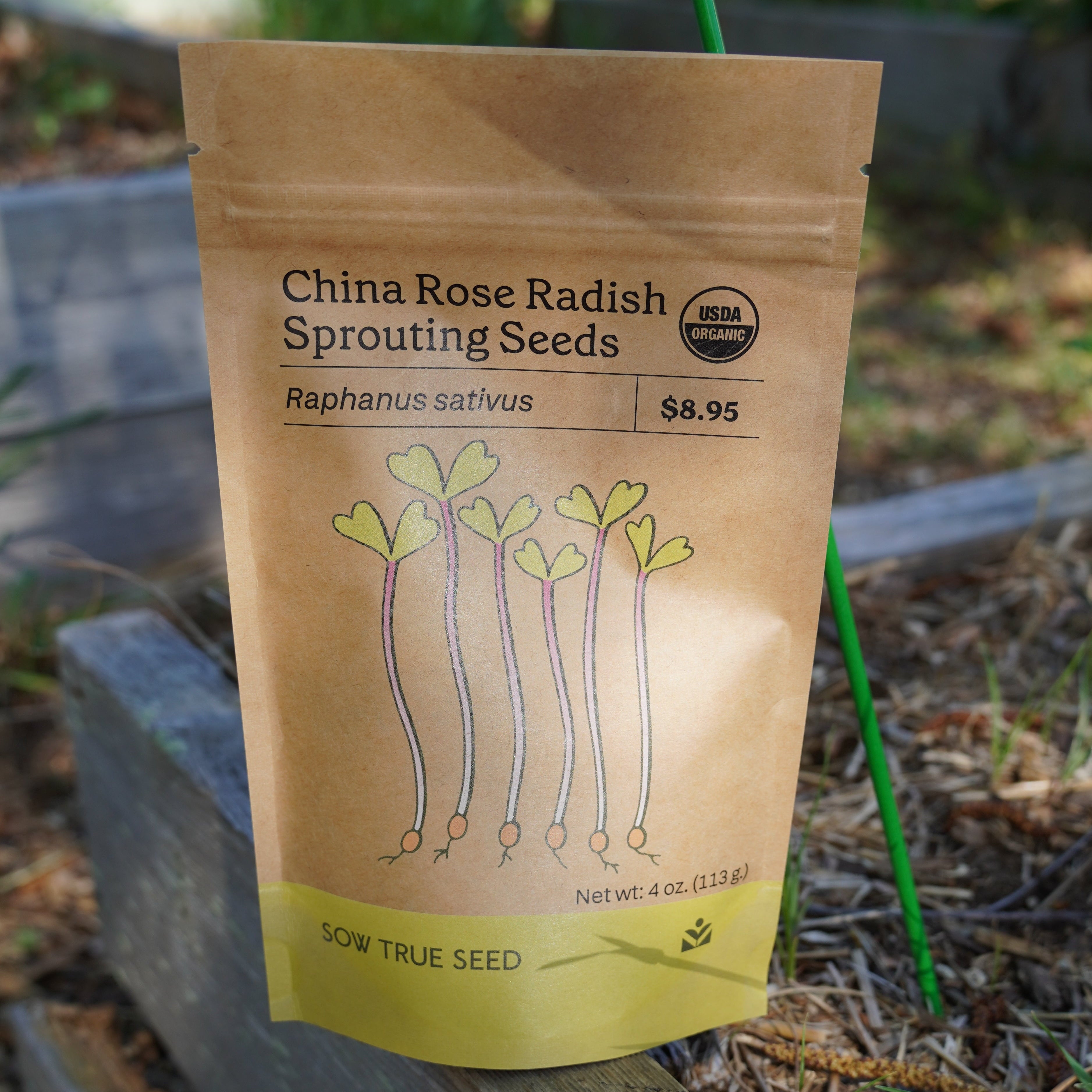 rose sprouting seeds China Rose Radish Sprouting Seeds ORGANIC | Sow True Seed