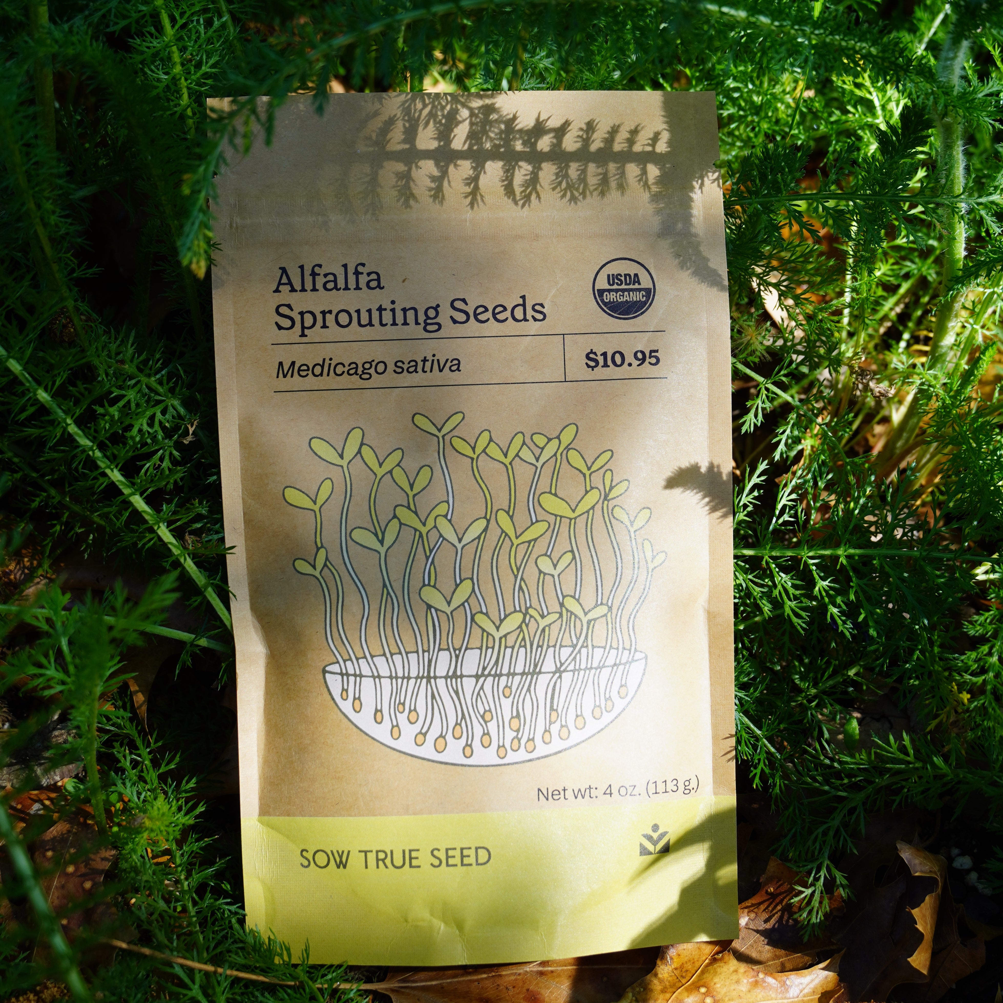 Sprouting Seed - Alfalfa, ORGANIC - Sow True Seed