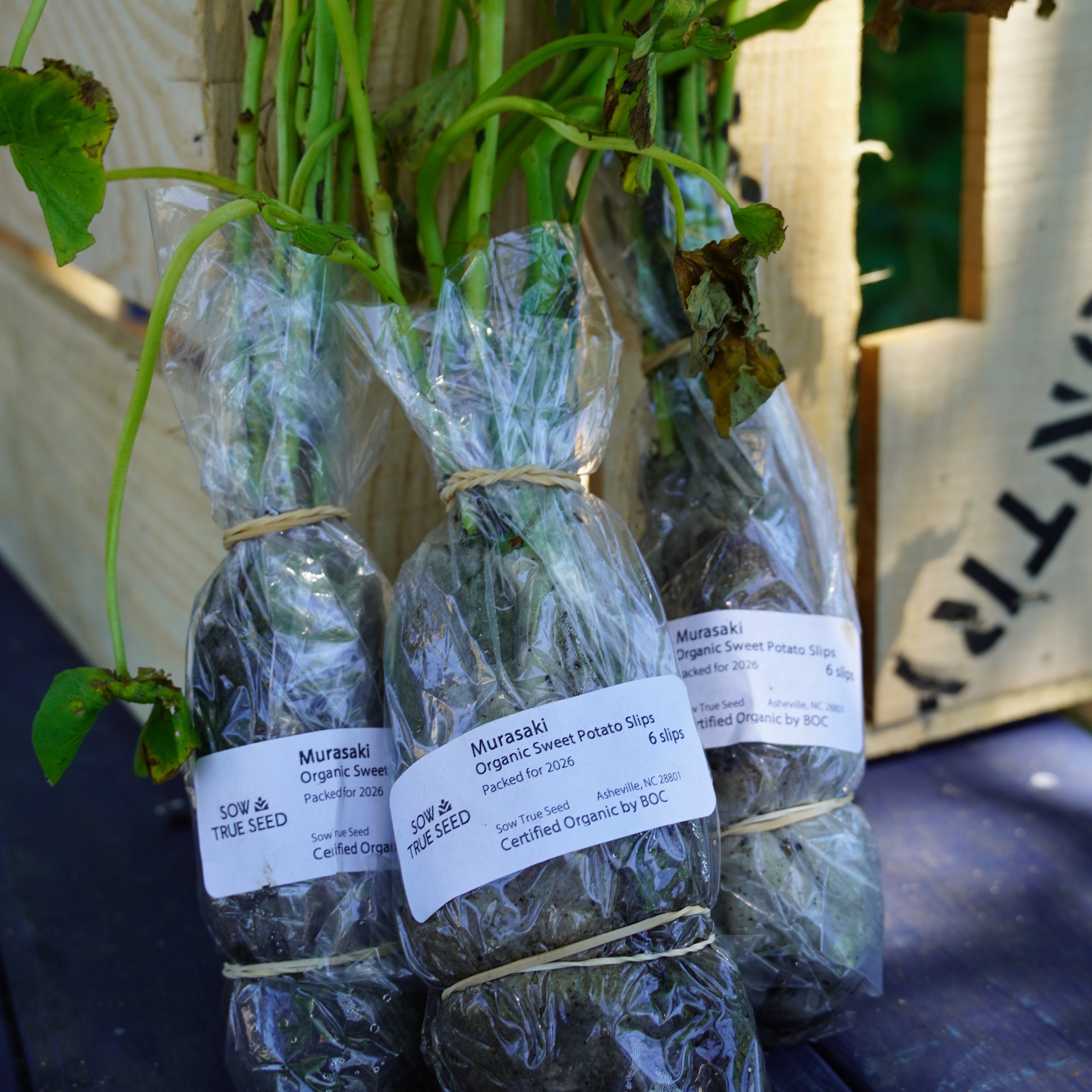 sweet potato flower seeds Murasaki Sweet Potato Slips, Organic