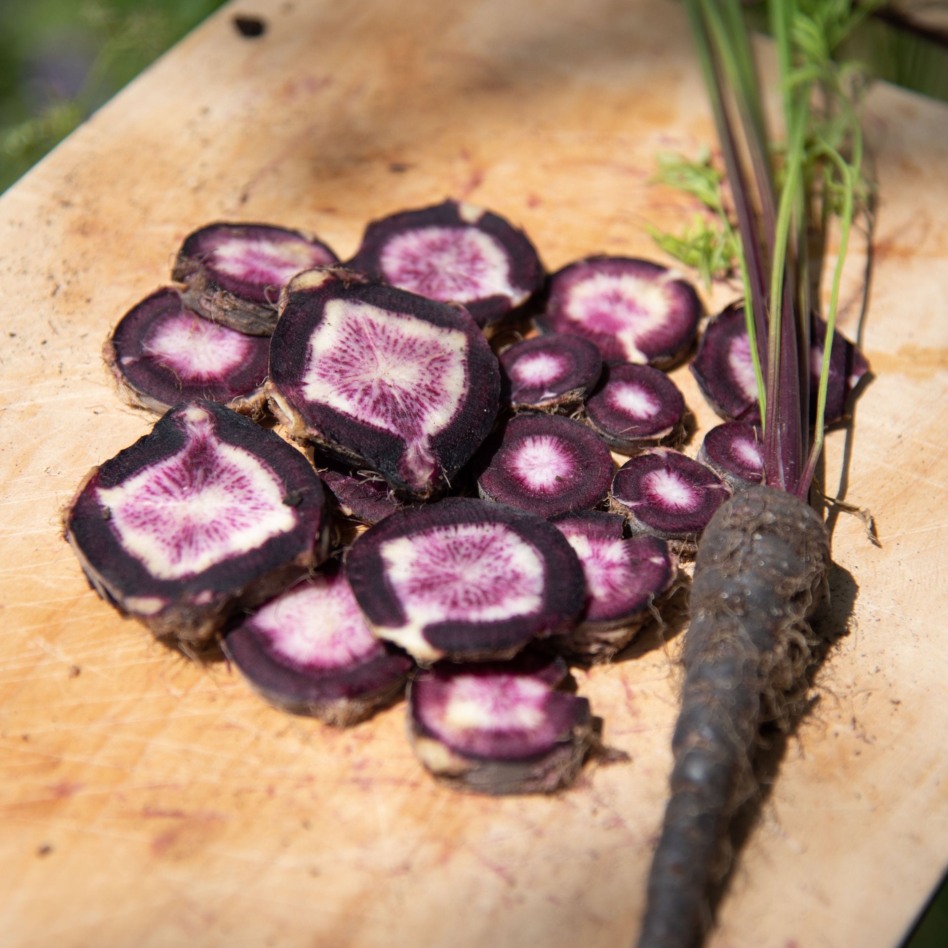black rose chapel seeds Black Nebula Carrot Seeds | Sow True Seed
