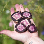 Carrot Seeds - Black Nebula - Sow True Seed