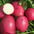 Dark Red Potato, ORGANIC