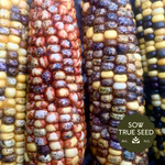 Flint Corn Seeds - Jaguar Priest - Sow True Seed