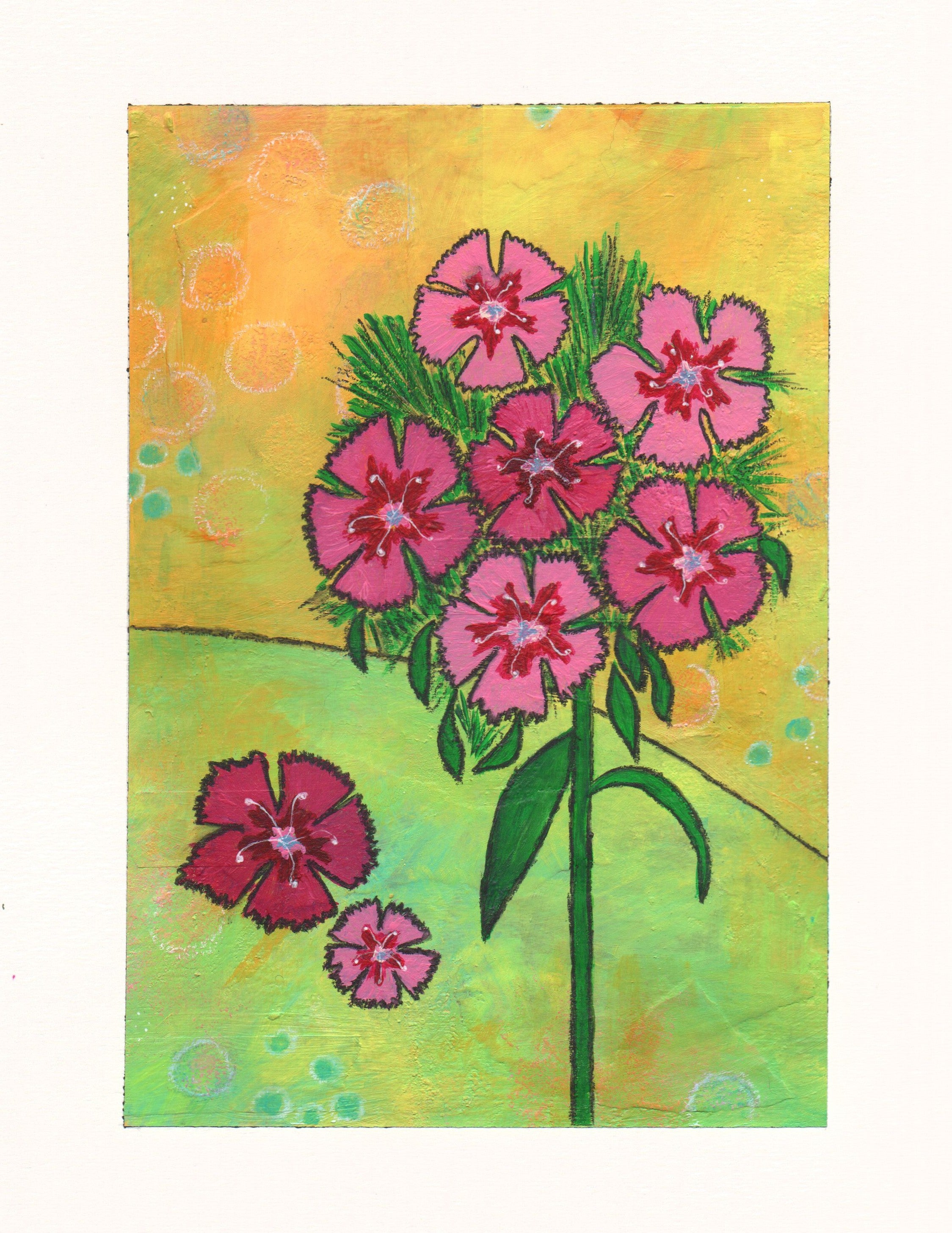 dianthus plant seeds Sweet William Single Mix Dianthus Seeds