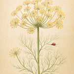 Dill Seeds - Mammoth Long Island - Sow True Seed