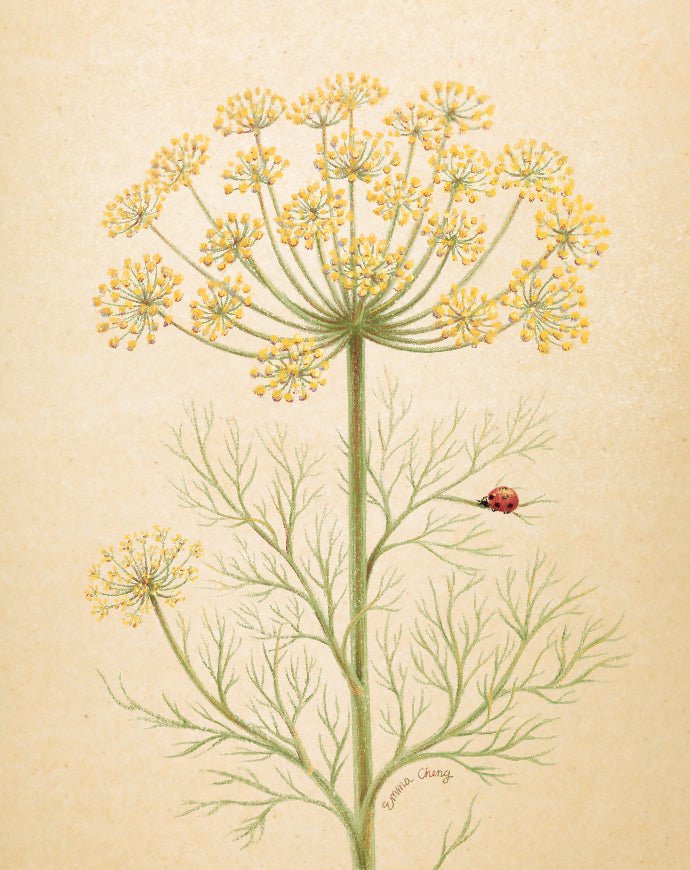 Dill Seeds - Mammoth Long Island - Sow True Seed