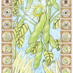 Soy Bean (Edamame) - Chiba Green, ORGANIC - Sow True Seed