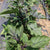 Waimanalo eggplant plants