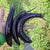 Waimanalo eggplant fruits
