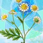 Feverfew Seeds - Sow True Seed