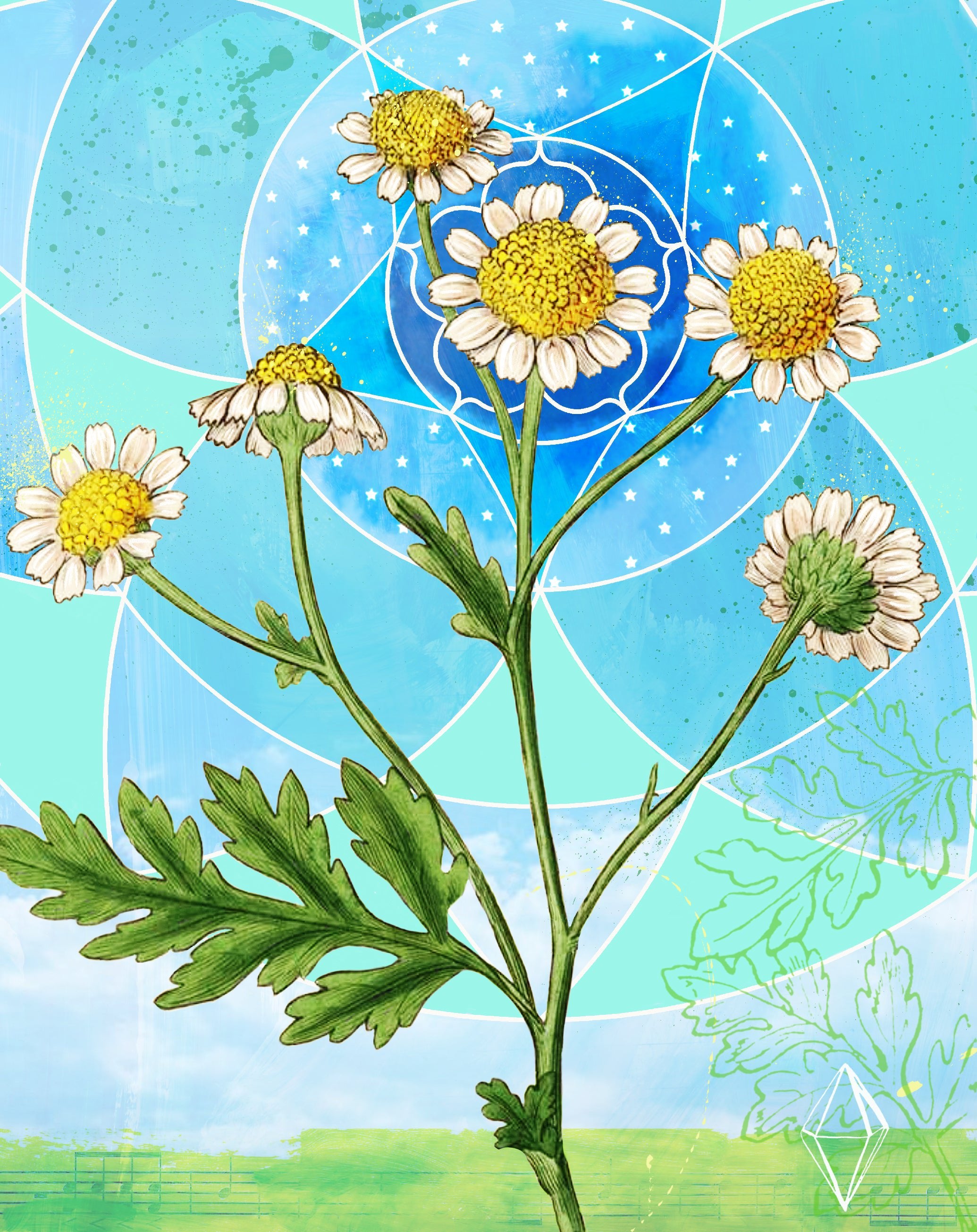 feverfew flower seeds Herb Seeds - Feverfew | Sow True Seed