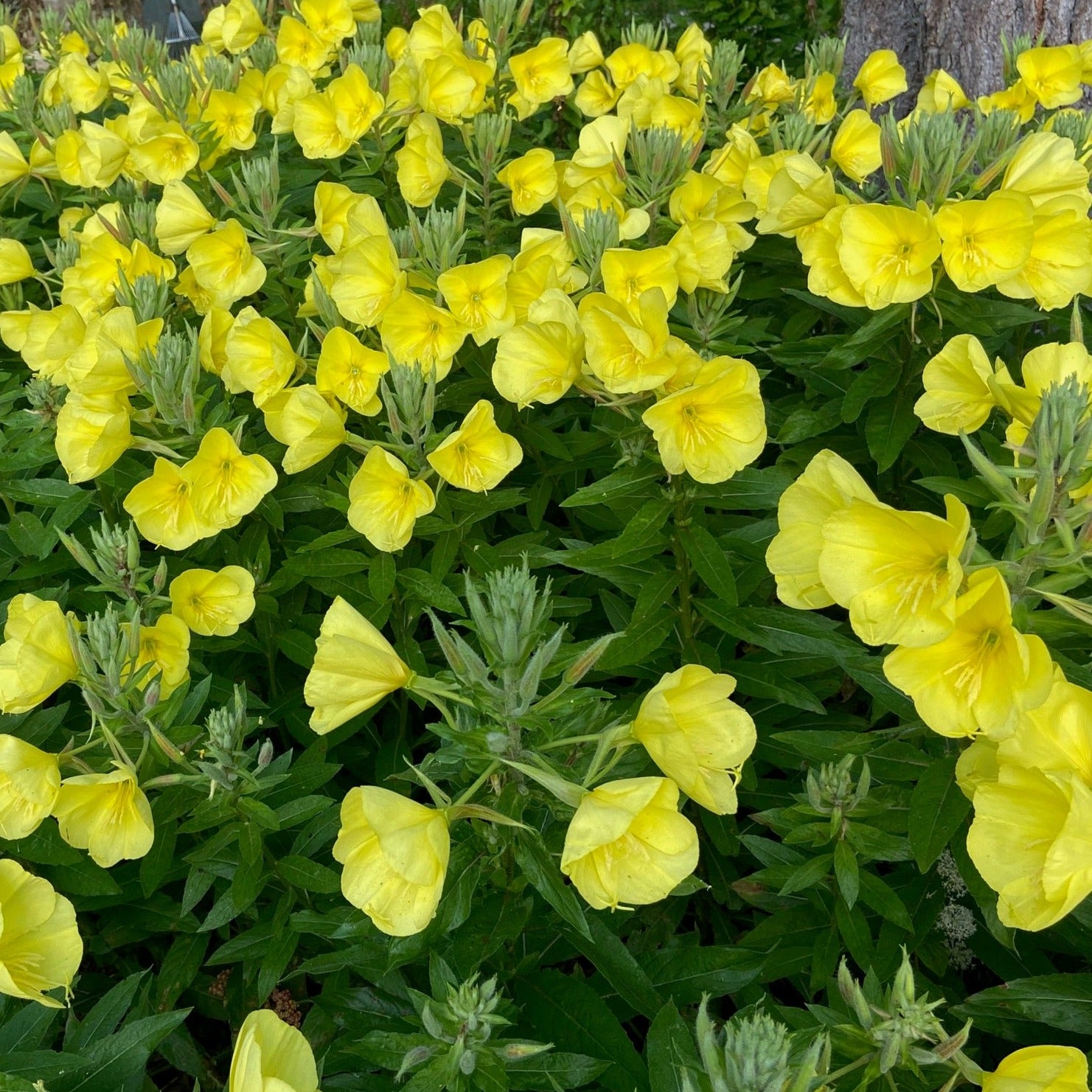 Primrose Seeds - Tina James Magic Evening Scented | Sow True Seed