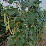 Pole Bean Seeds - Grandma Nellie's Yellow Mushroom - Sow True Seed