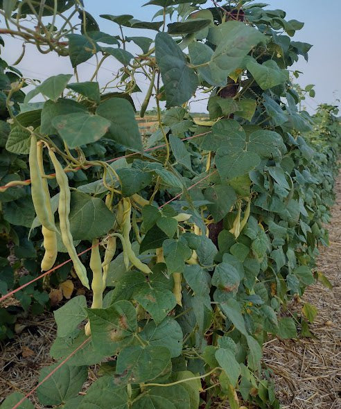 Pole Bean Seeds - Grandma Nellie's Yellow Mushroom - Sow True Seed