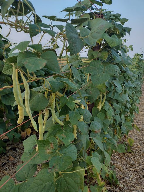 Pole Bean Seeds - Grandma Nellie's Yellow Mushroom - Sow True Seed