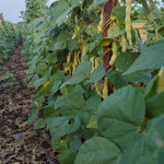 Pole Bean Seeds - Grandma Nellie's Yellow Mushroom - Sow True Seed