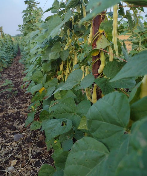 Pole Bean Seeds - Grandma Nellie's Yellow Mushroom - Sow True Seed