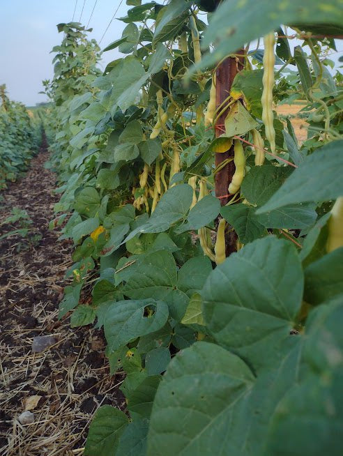 Pole Bean Seeds - Grandma Nellie's Yellow Mushroom - Sow True Seed