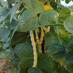 Pole Bean Seeds - Grandma Nellie's Yellow Mushroom - Sow True Seed