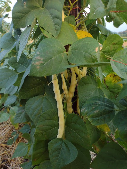 Pole Bean Seeds - Grandma Nellie's Yellow Mushroom - Sow True Seed