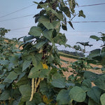 Pole Bean Seeds - Grandma Nellie's Yellow Mushroom - Sow True Seed