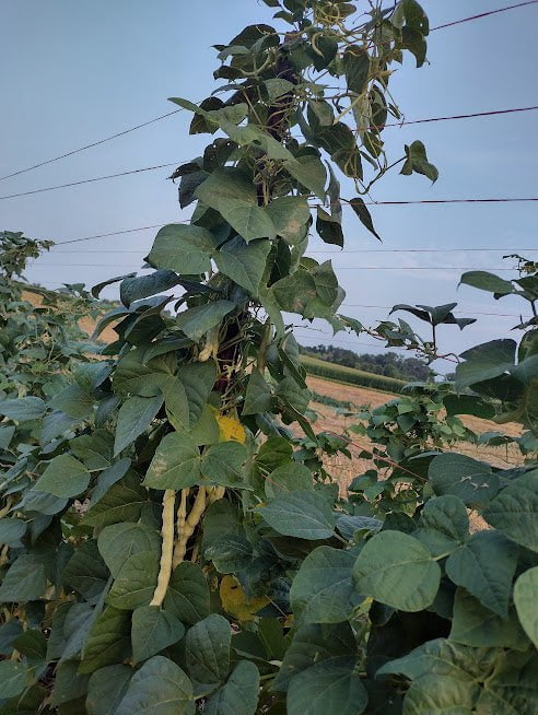 Pole Bean Seeds - Grandma Nellie's Yellow Mushroom - Sow True Seed