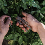Herb Harvest & Strip Tool - Sow True Seed
