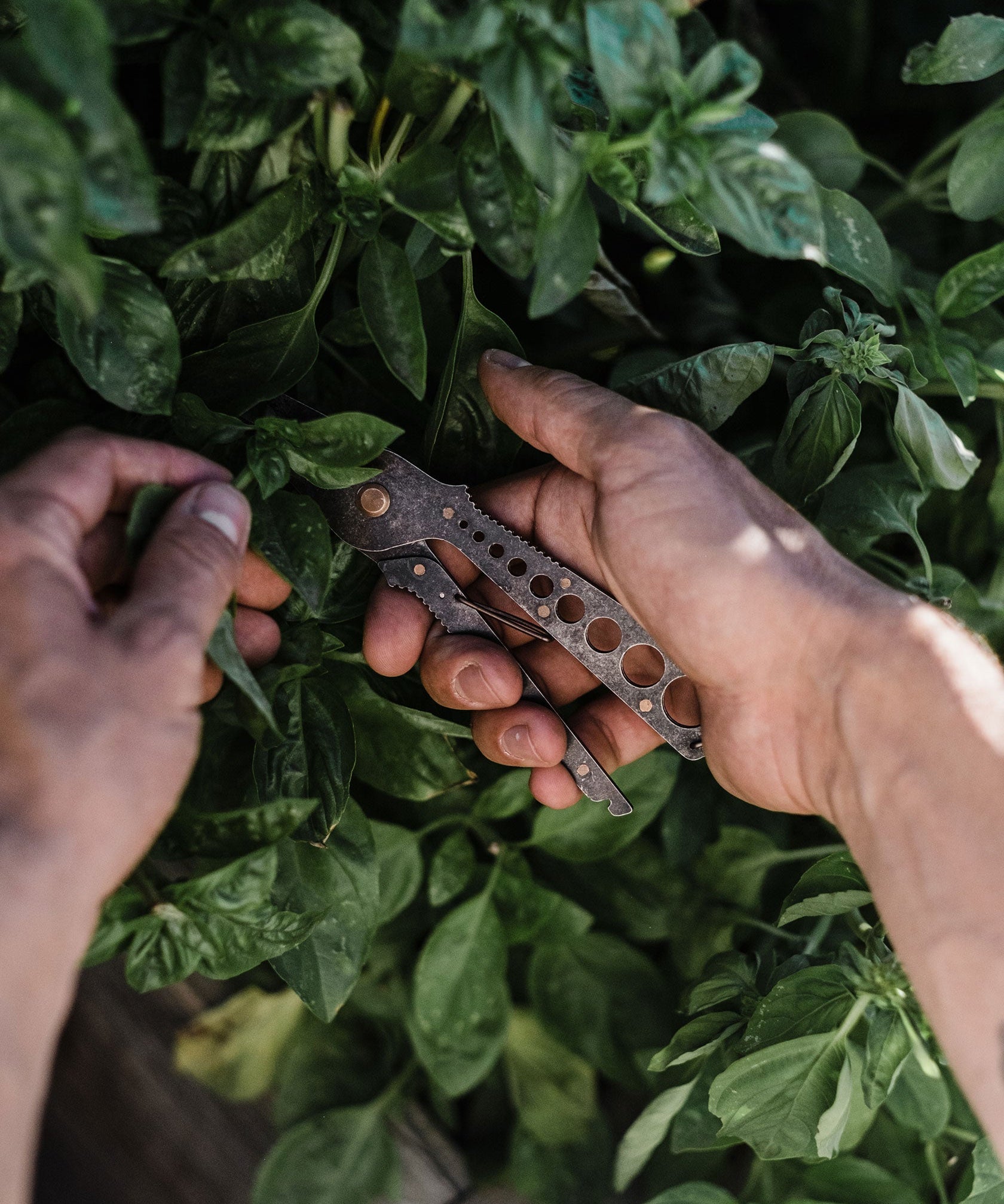 Herb Harvest & Strip Tool - Sow True Seed