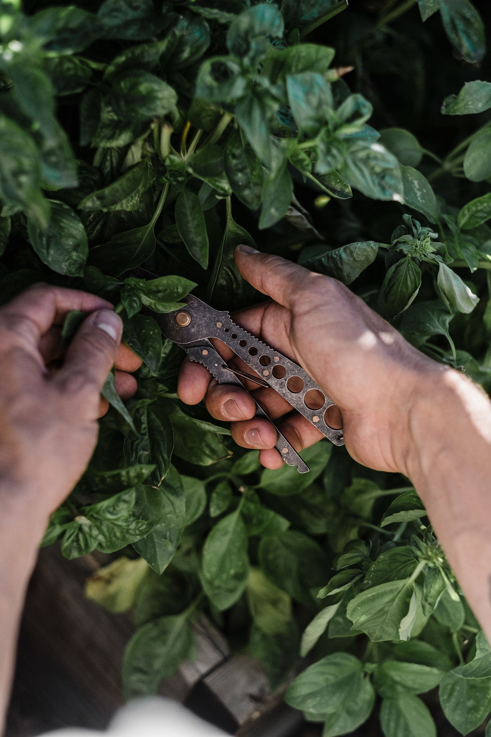Herb Harvest & Strip Tool - Sow True Seed