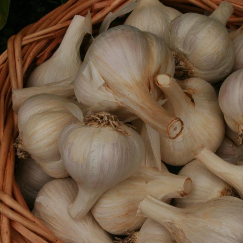 Georgian Fire Hardneck Garlic - Sow True Seed