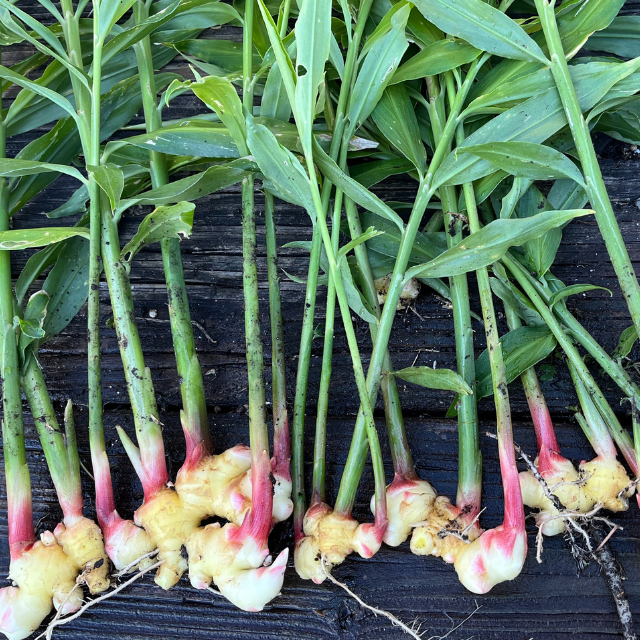 Ginger Rhizomes - Yellow, 6 oz. - Sow True Seed
