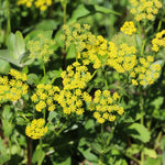 Golden Alexander Seeds - Sow True Seed