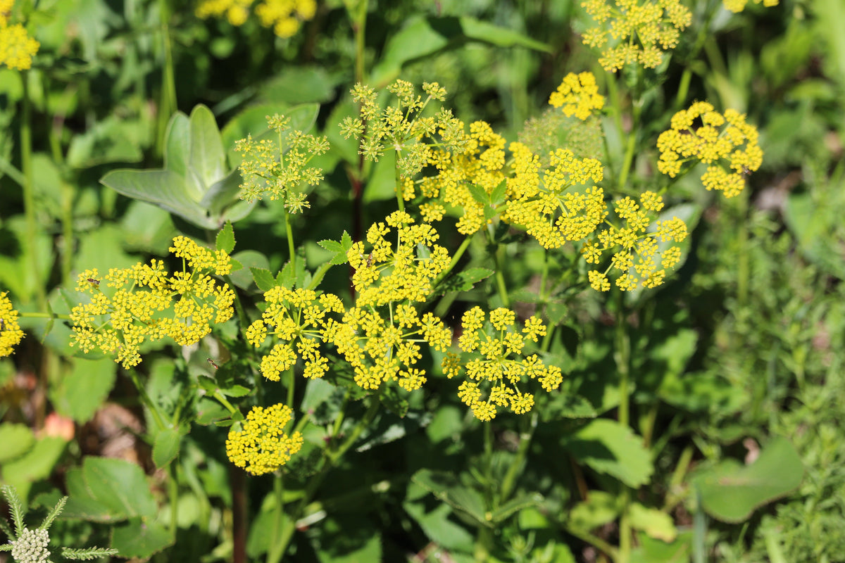 Golden Alexanders Flower Seeds | Sow True Seed | Open-Pollinated