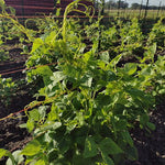 Pole Bean Seeds - Golden Gate Romano - Sow True Seed