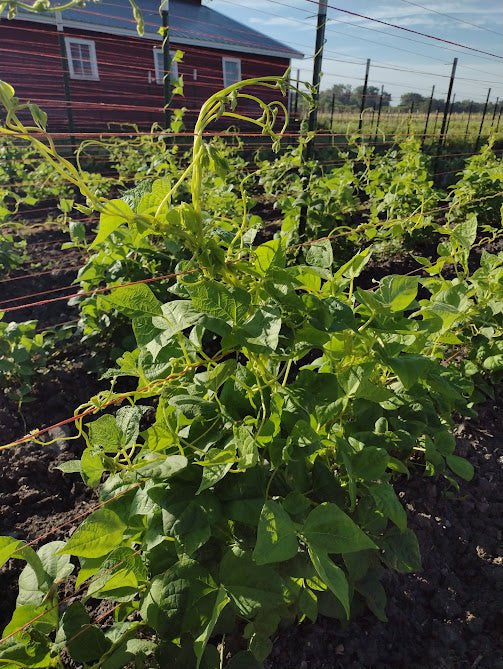 Pole Bean Seeds - Golden Gate Romano - Sow True Seed