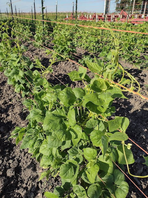 Pole Bean Seeds - Golden Gate Romano - Sow True Seed