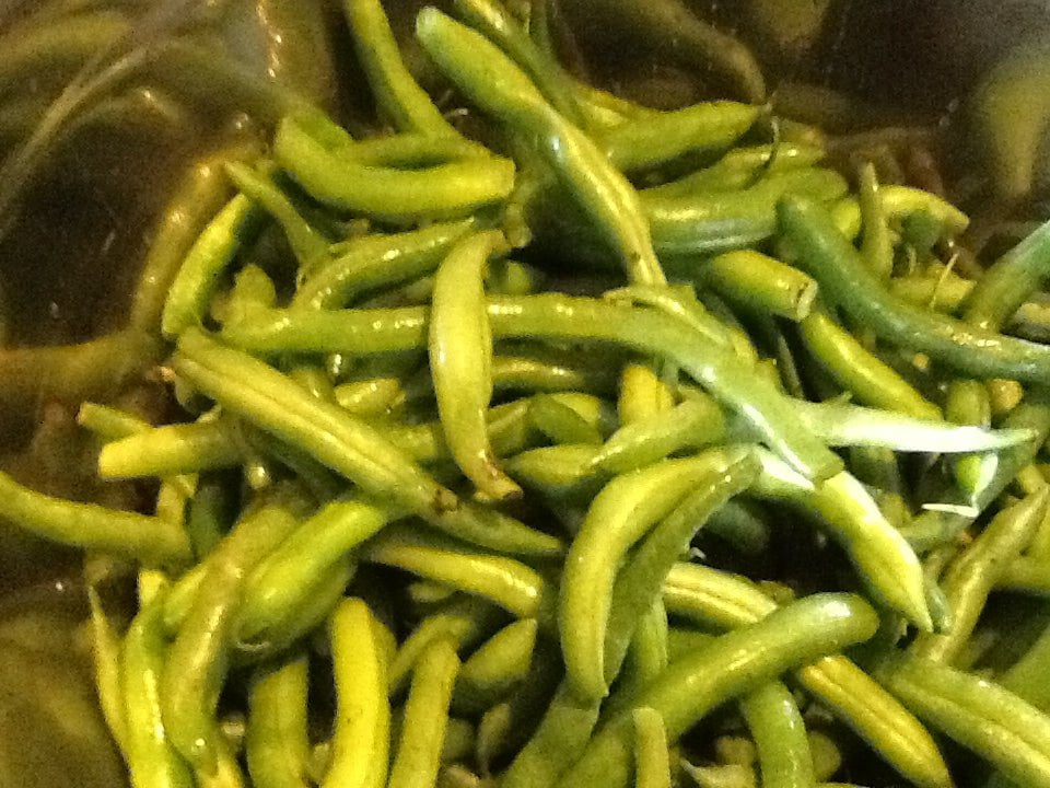 Pole Bean Seeds - Grady Bailly Greasy - Sow True Seed