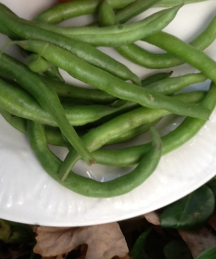 Pole Bean Seeds - Grady Bailly Greasy - Sow True Seed