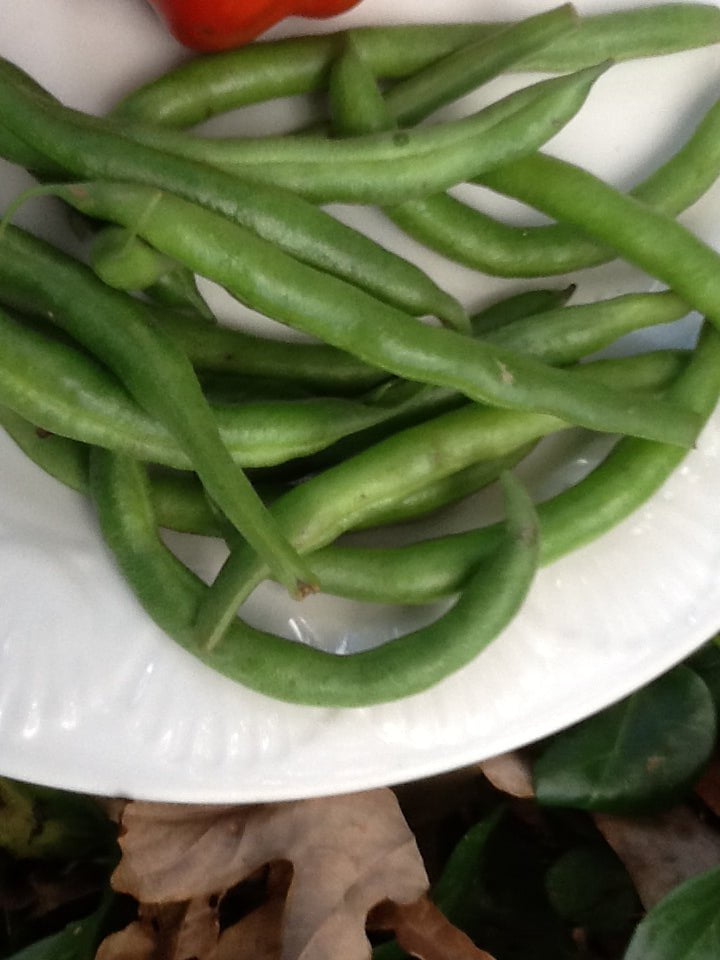 Pole Bean Seeds - Grady Bailly Greasy - Sow True Seed