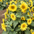 Sunflower Seeds - Carousel - Sow True Seed